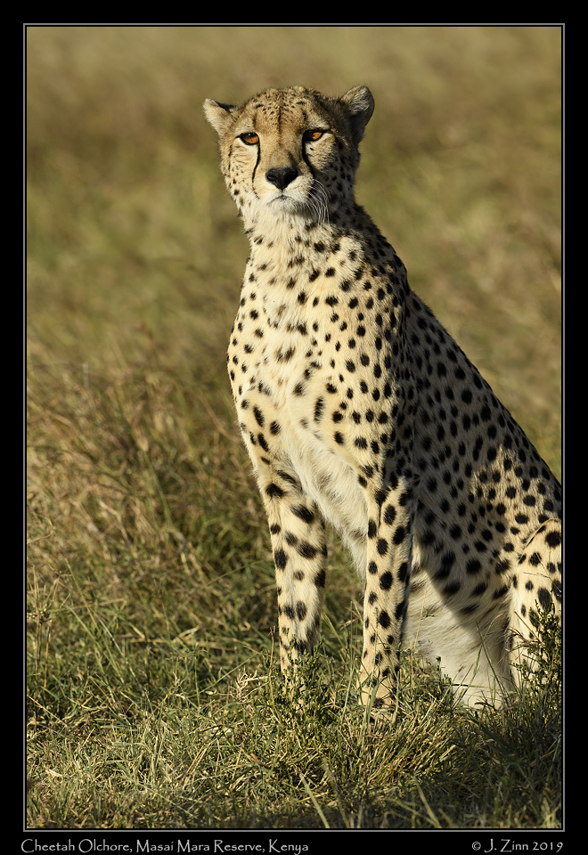 cheetah_JZ8_0092a