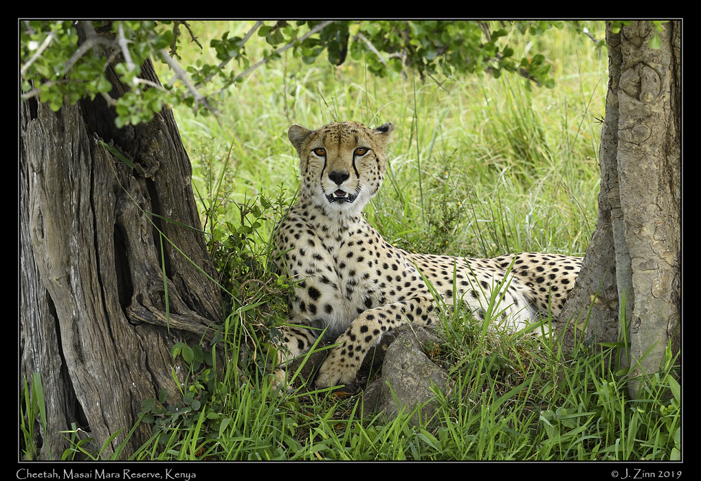 cheetah_JZ8_0644b