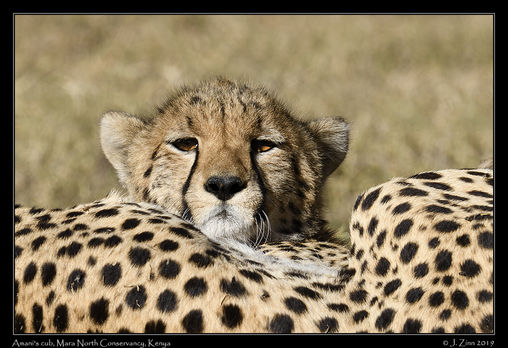 cheetah_JZ8_1257b