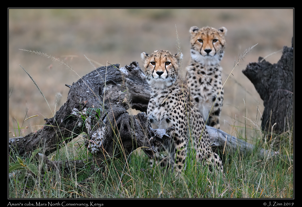 cheetah_JZ8_1321a