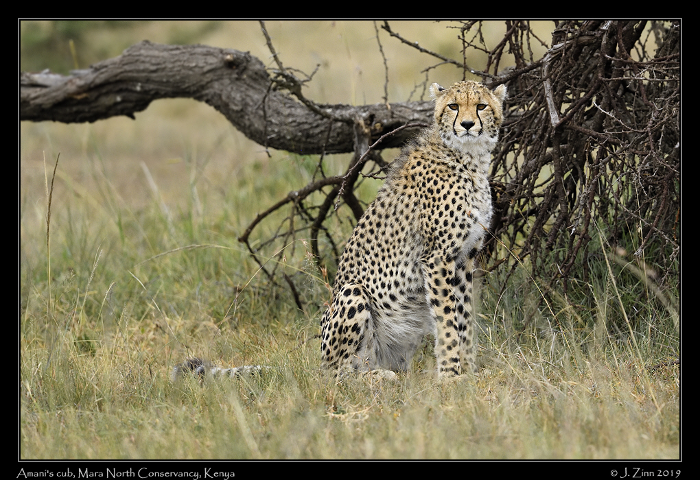 cheetah_JZ8_1364a