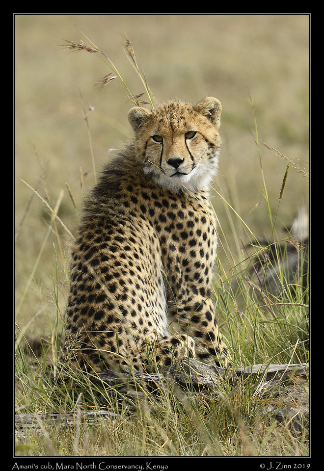 cheetah_JZ8_1446b