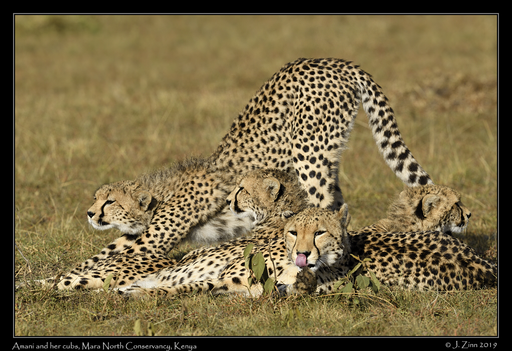 cheetah_JZ8_2929a