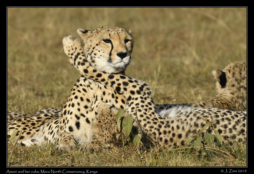 cheetah_JZ8_2936a