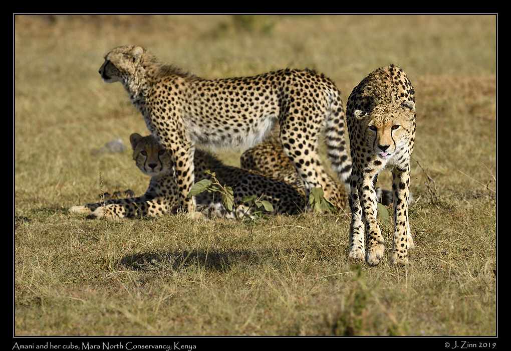 cheetah_JZ8_3000a