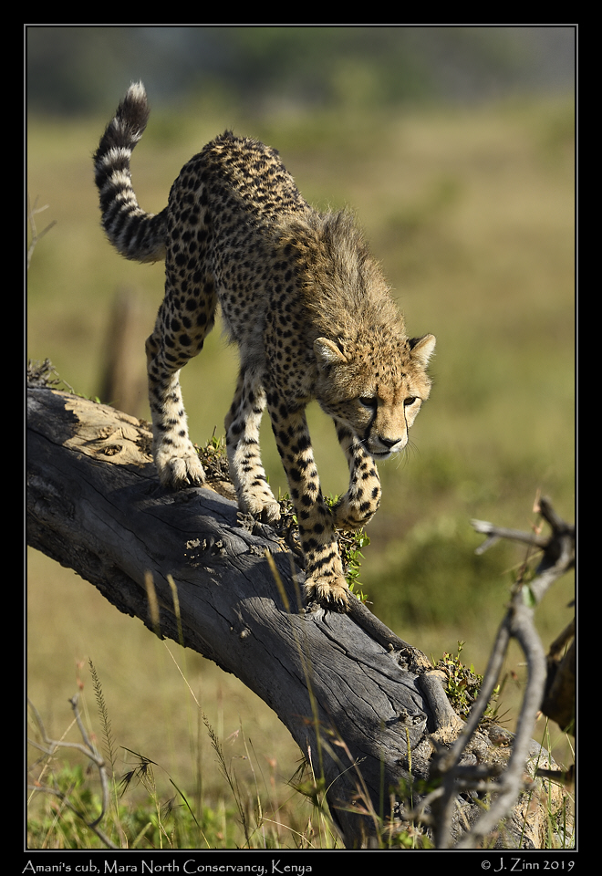 cheetah_JZ8_3063a