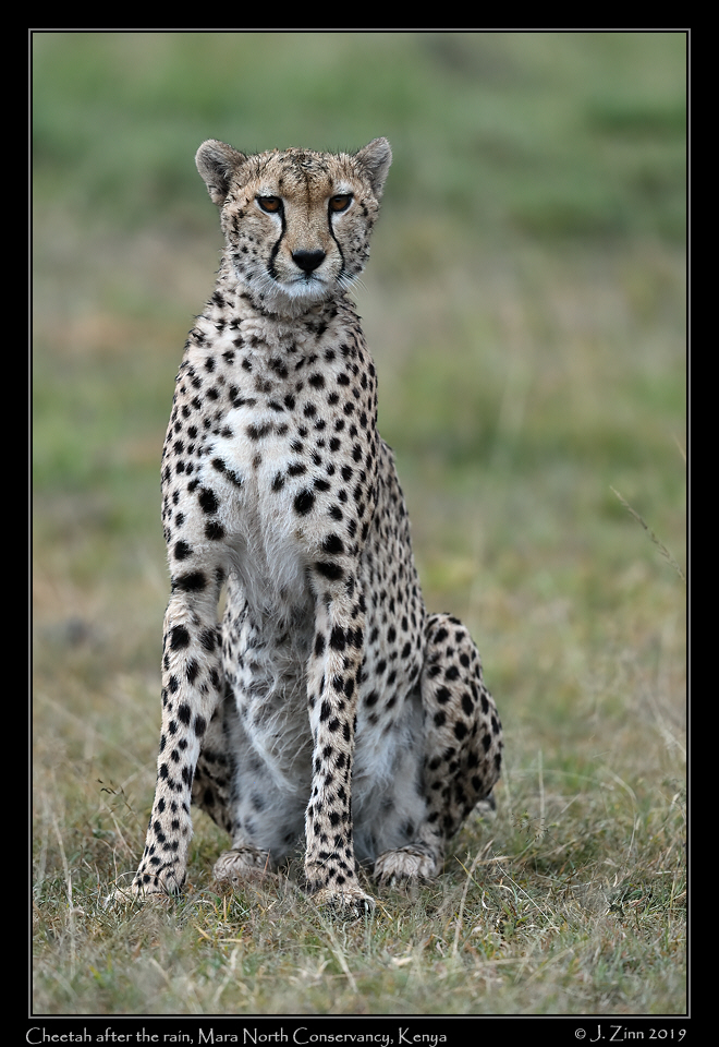 cheetah_JZ8_3350a