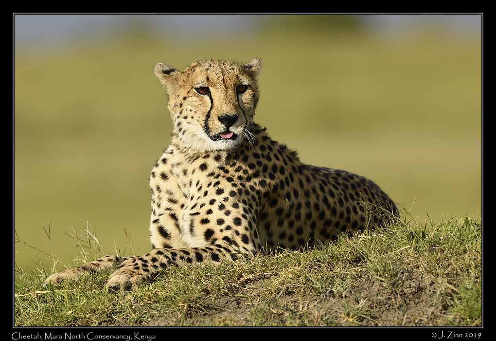 cheetah_JZ8_4048a