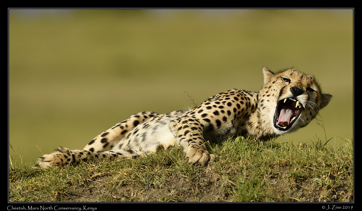 cheetah_JZ8_4060a