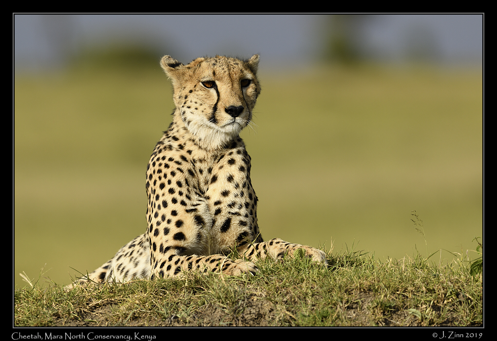 cheetah_JZ8_4066a