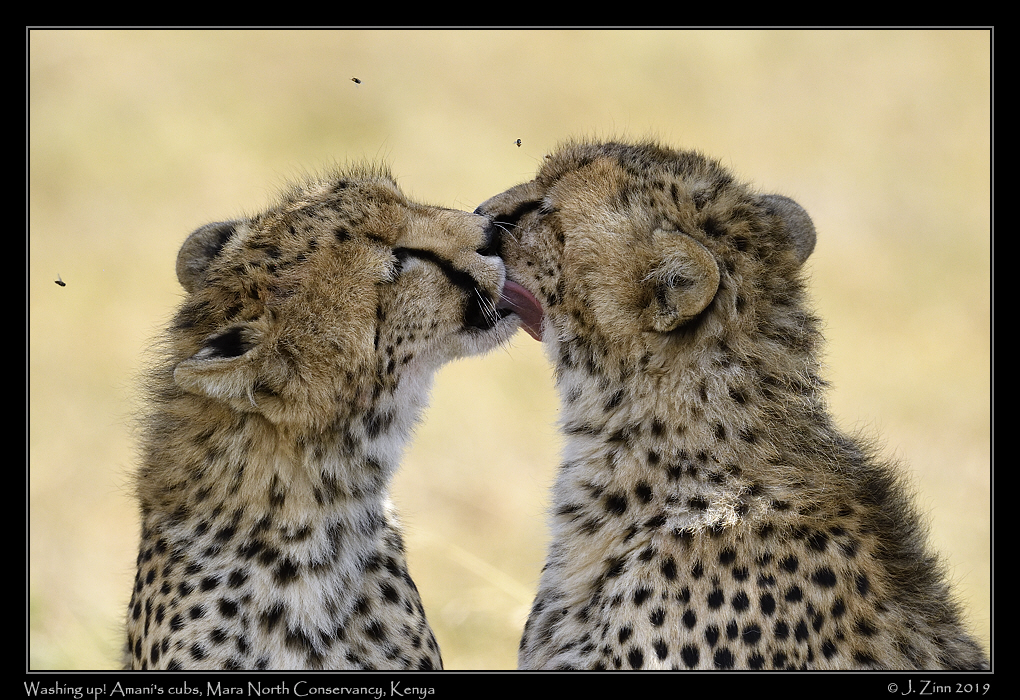 cheetah_JZ8_4392a