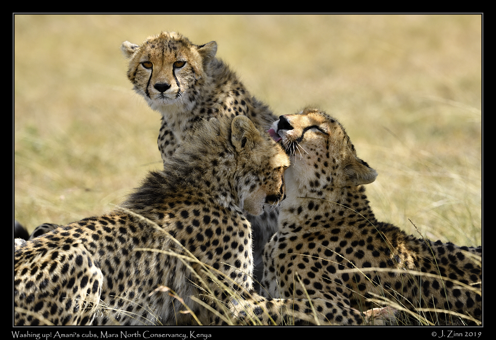 cheetah_JZ8_4422a
