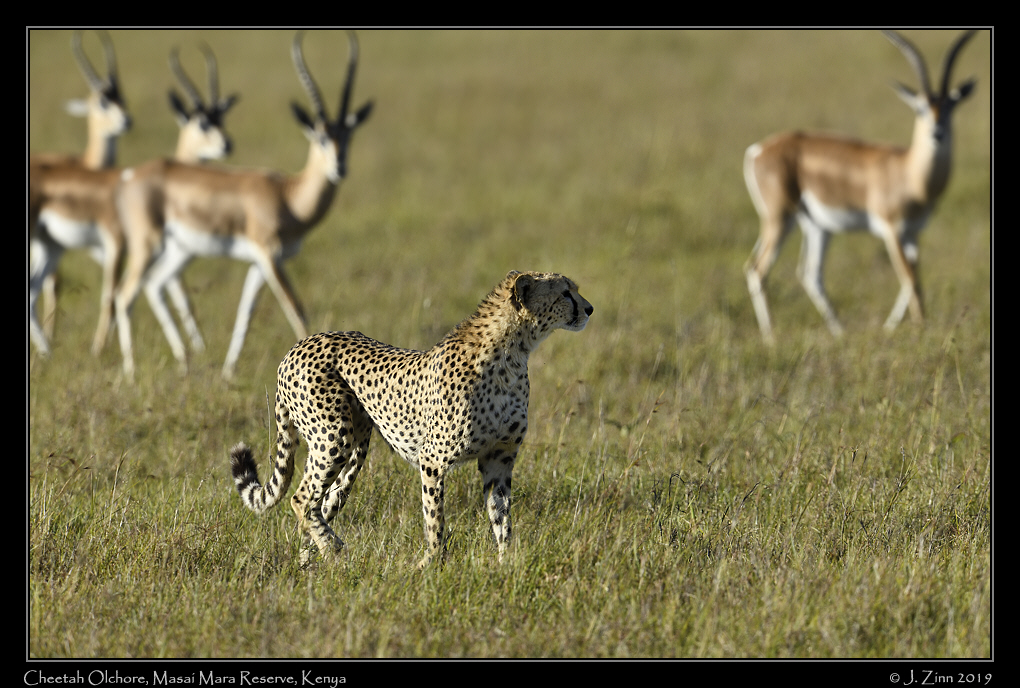 cheetah_JZ8_8270a