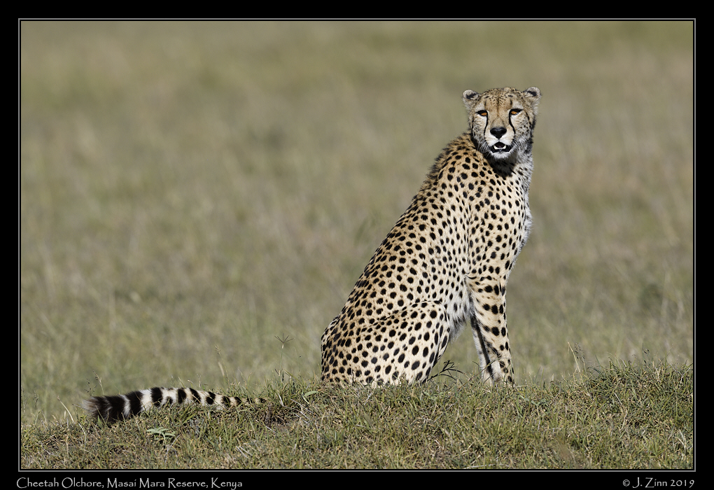 cheetah_JZ8_8565a