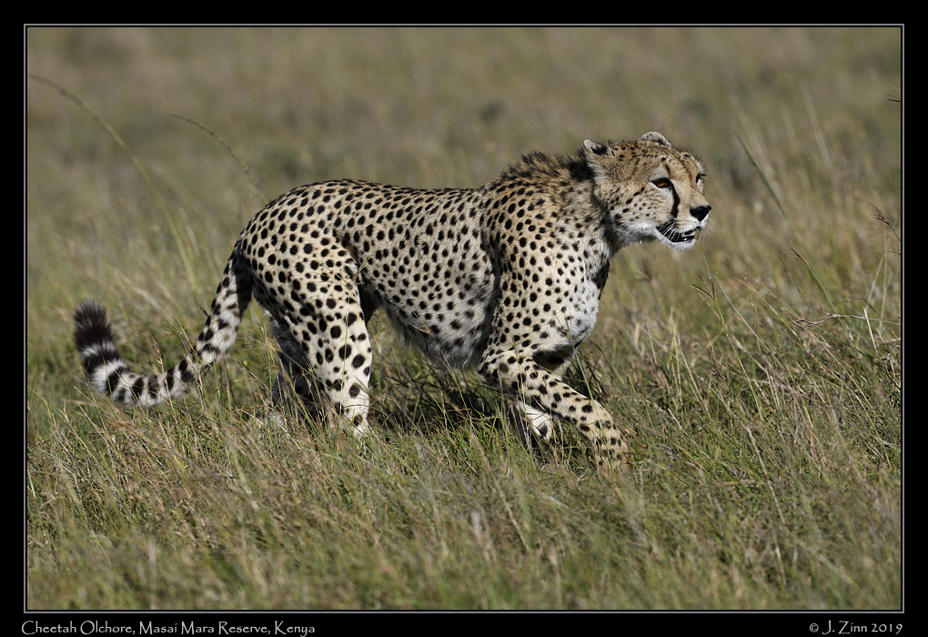 cheetah_JZ8_8614a