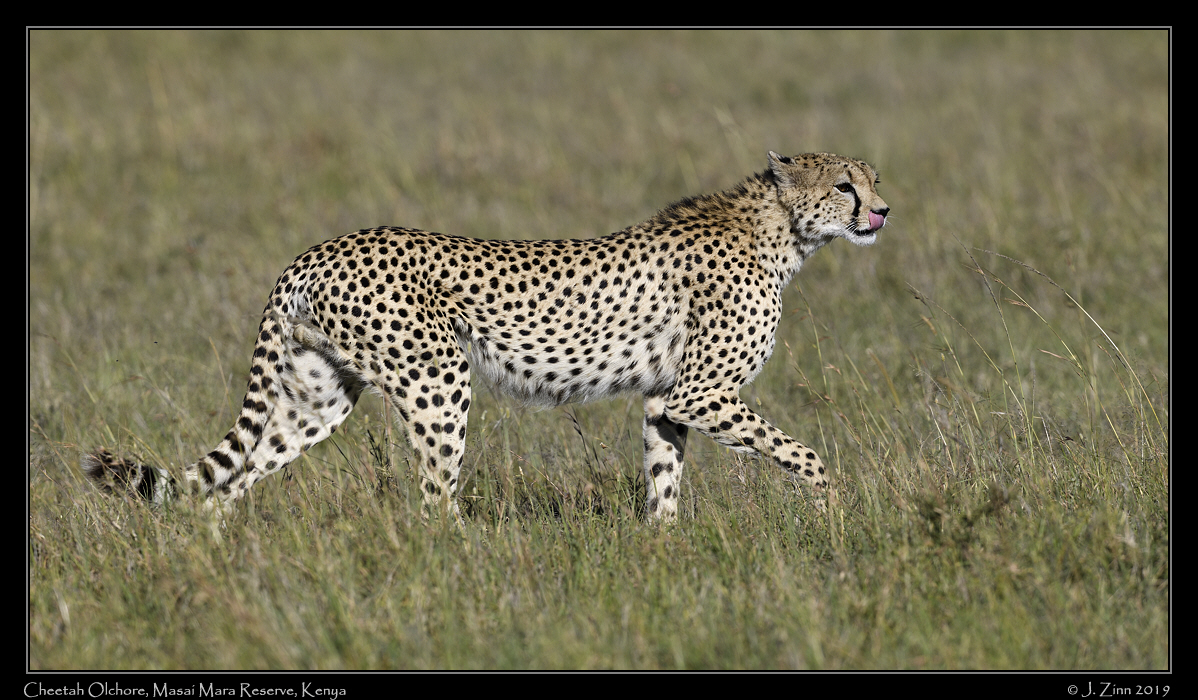 cheetah_JZ8_8726a