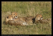  Three of the 
