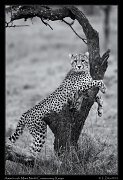  Amani's cheetah cub, Mara North Conservancy, Kenya � J. Zinn
