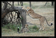  Cheetah Amani and cub, Mara North Conservancy, Kenya � J. Zinn