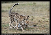  Cheetah Amani's cubs, Mara North Conservancy, Kenya � J. Zinn