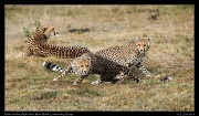  Cheetah Amani and her cubs, Mara North Conservancy, Kenya � J. Zinn