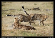  Cheetah Amani and her cubs, Mara North Conservancy, Kenya � J. Zinn