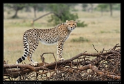  Cheetah Amani's cub, Mara North Conservancy, Kenya � J. Zinn