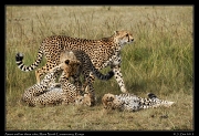  Cheetah Amani and her cubs, Mara North Conservancy, Kenya � J. Zinn