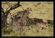  Cheetah Amani's cubs, Mara North Conservancy, Kenya � J. Zinn