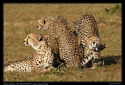  Cheetah Amani and her cubs, Mara North Conservancy, Kenya � J. Zinn