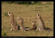  Cheetah Amani and her cubs, Mara North Conservancy, Kenya � J. Zinn