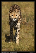  Cheetah Amani, Mara North Conservancy, Kenya � J. Zinn