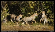  Cheetah Amani's cubs, Mara North Conservancy, Kenya � J. Zinn