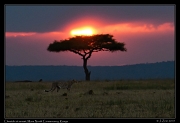  Cheetah at sunset, Mara North Conservancy, Kenya � J. Zinn