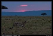  Cheetah at sunset, Mara North Conservancy, Kenya � J. Zinn