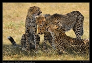  Cheetah Amani and her cubs, Mara North Conservancy, Kenya � J. Zinn