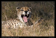  Cheetah Olchore, Masai Mara Reserve, Kenya � J. Zinn
