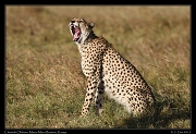  Cheetah Olchore, Masai Mara Reserve, Kenya � J. Zinn
