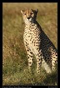  Cheetah Olchore, Masai Mara Reserve, Kenya � J. Zinn