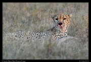  Cheetah Olchore, Masai Mara Reserve, Kenya � J. Zinn
