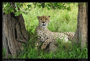  Cheetah, Masai Mara Reserve, Kenya � J. Zinn