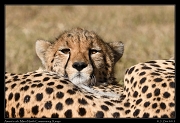  Cheetah Amani's cub, Mara North Conservancy, Kenya � J. Zinn