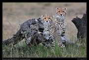  Cheetah Amani's cubs, Mara North Conservancy, Kenya � J. Zinn