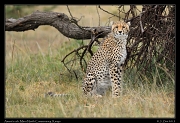  Cheetah Amani's cub, Mara North Conservancy, Kenya � J. Zinn