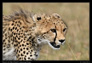  Cheetah Amani's cub, Mara North Conservancy, Kenya � J. Zinn