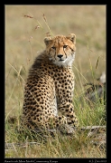  Cheetah Amani's cub, Mara North Conservancy, Kenya � J. Zinn