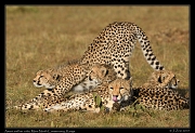  Cheetah Amani and her cubs, Mara North Conservancy, Kenya � J. Zinn
