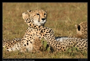  Cheetah Amani and her cubs, Mara North Conservancy, Kenya � J. Zinn