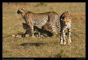  Cheetah Amani and her cubs, Mara North Conservancy, Kenya � J. Zinn