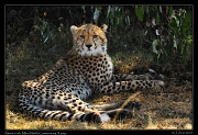  ASCIICheetah Amani's cub, Mara North Conservancy, Kenya � J. Zinn